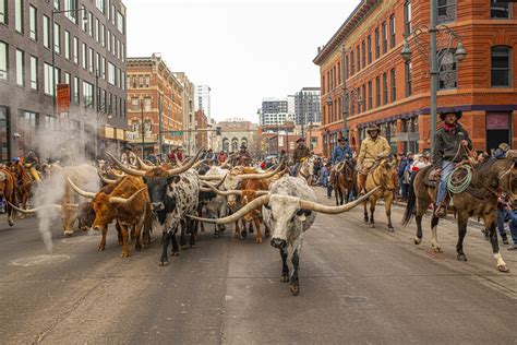 Western stock show denver co - Jan 26, 2024 · DENVER — A bareback riding cowboy who was seriously injured during the National Western Stock Show was released from the hospital on Thursday and is heading home.After spending more than a week ... 